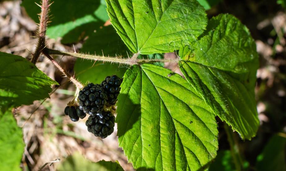 Stanowisko i pierwsze tygodnie po posadzeniu jeżyny bezkolcowej na plantacji towarowej