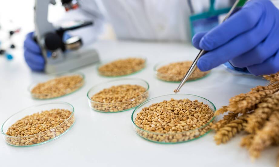 Co pokazuje laboratoryjna analiza paszy: od skażenia mikrobiologicznego po wartość odżywczą