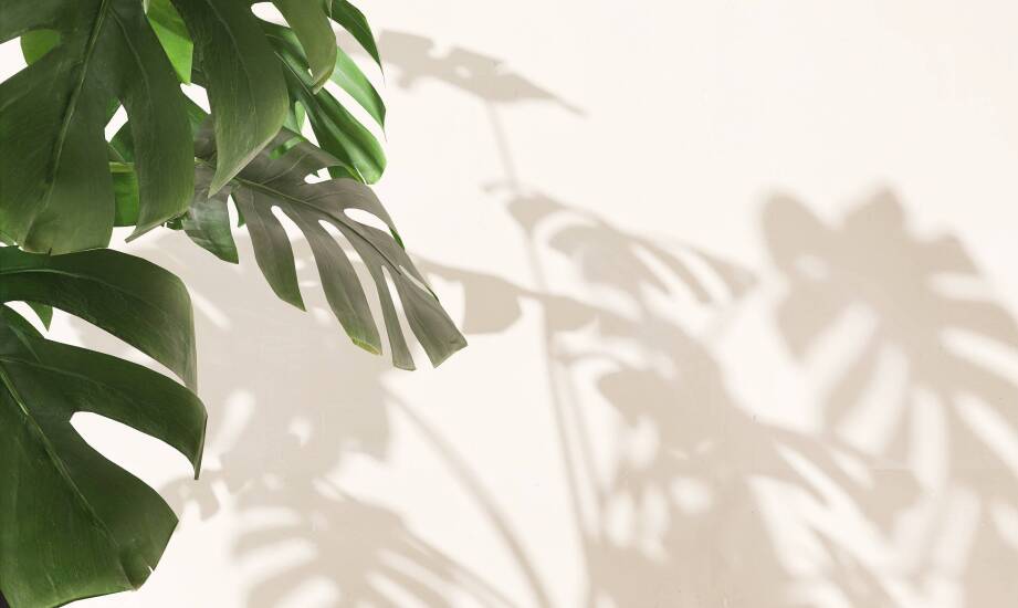 Kiedy Monstera karstenianum i Philodendron spiritus sancti mogą rosnąć w tych samych warunkach, a kiedy trzeba je rozdzielić