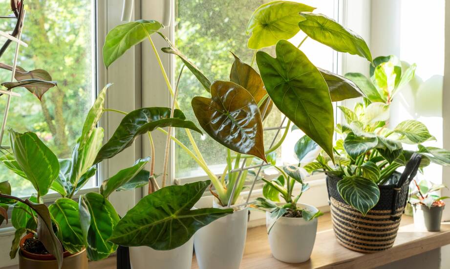 Dlaczego Philodendron Strawberry Shake gubi wybarwienie i jak utrzymać je w mieszkaniu