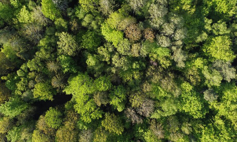 Dlaczego aplikacja mobilna i GNSS muszą dokładnie lokalizować pomiary zasobów leśnych