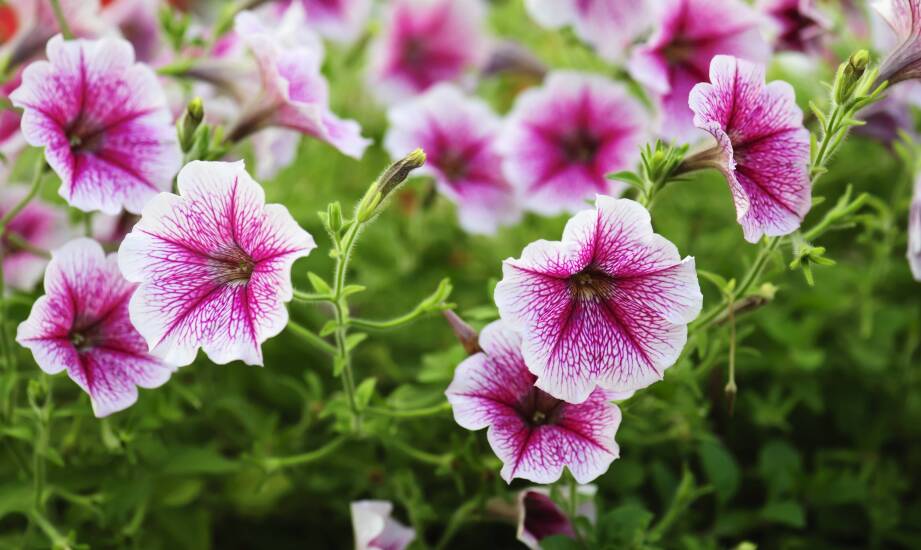 Jak zestawić pelargonię rabatową, surfinię, supertunię i trawy ozdobne w balkonowych skrzynkach i donicach bez utraty proporcji