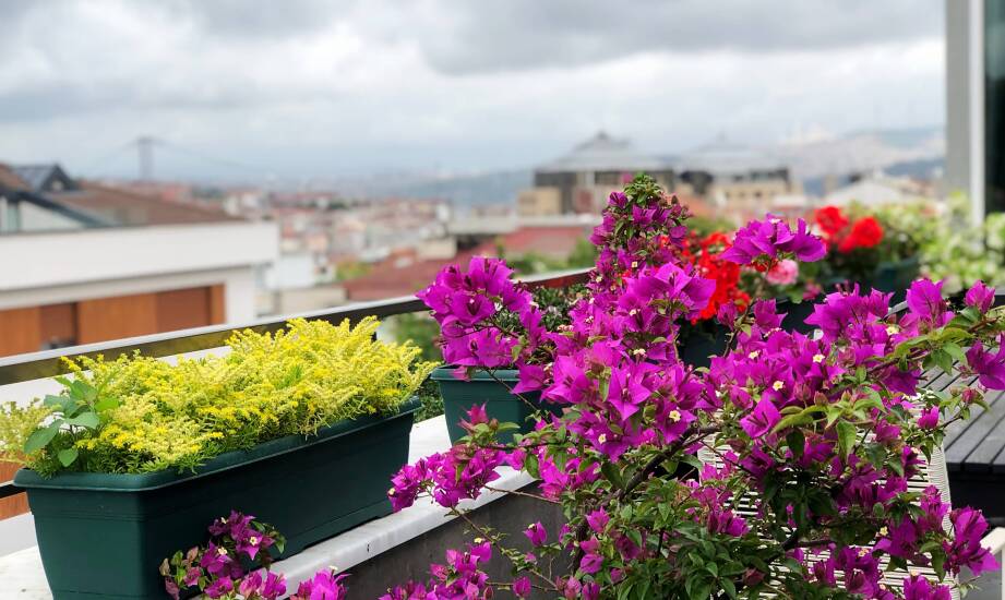 Jak ocenić balkon w Warszawie przed wyborem pelargonii, surfinii i ziół