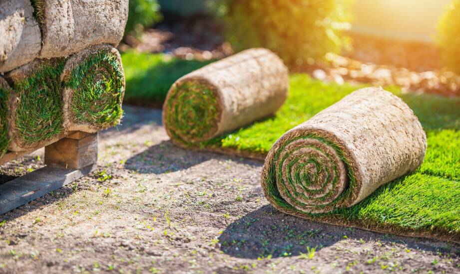 Darń na folii i ścinana z gruntu — różnice widoczne po pierwszym tygodniu