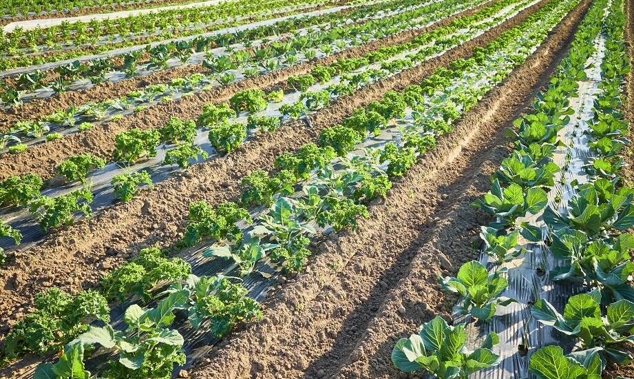 Jak GLOBALG.A.P. porządkuje bezpieczeństwo żywności w produkcji owoców i warzyw