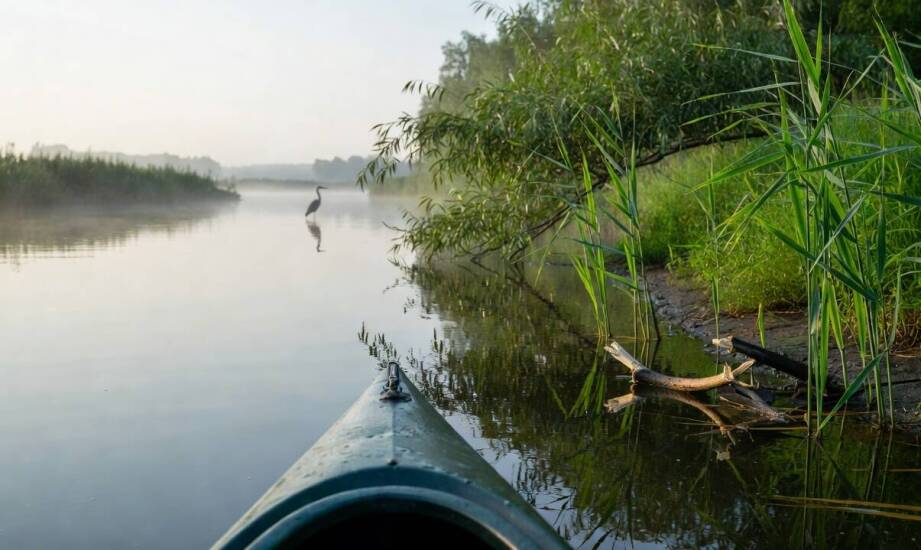 Przyroda doliny Nidy widziana z kajaka — ptaki, bobry i rośliny przy brzegu
