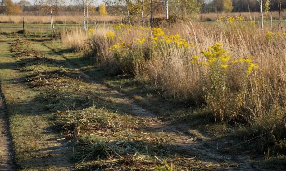 Jak regularne koszenie podwarszawskich nieużytków zmienia roślinność i ogranicza ryzyko pożaru