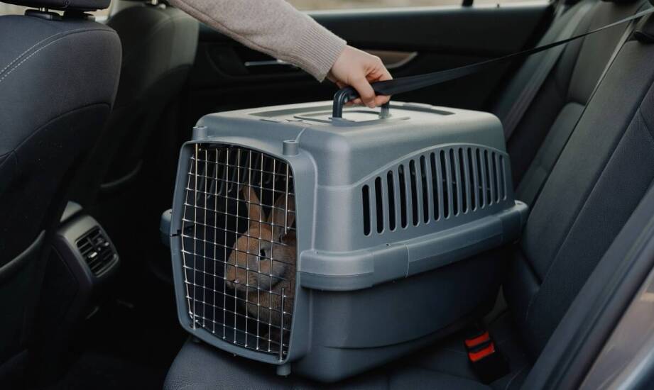 Dlaczego terrarium nie zastępuje transportera podczas przewozu królika