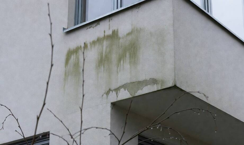 Dlaczego bydgoski klimat przyspiesza zielone naloty i kiedy elewację trzeba czyścić