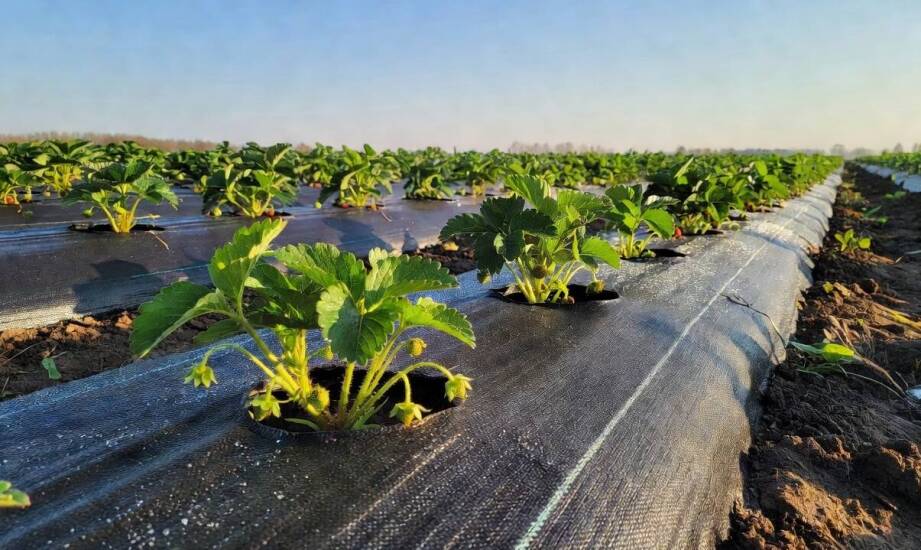 Jak gramatura 100 g/m² wpływa na pracę agrotkaniny w ogrodzie i na małej plantacji
