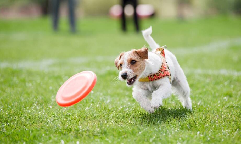 Jak czyścić, suszyć i przechowywać dysk do dogfrisbee, by zachował lot i bezpieczeństwo psa