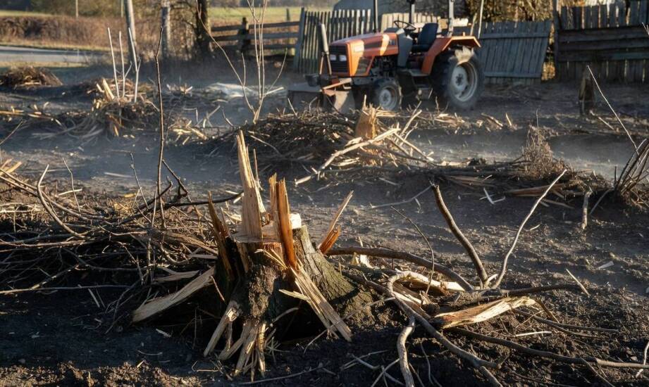 Dlaczego samo skoszenie nieużytku nie kończy porządkowania zaniedbanej działki