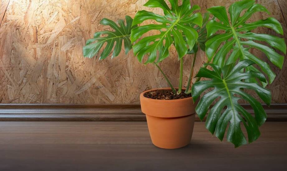 Jakie są najlepsze sposoby na stylowe wyeksponowanie monstera z białymi plamami w domu?
