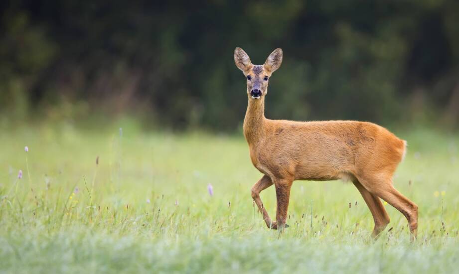 Rehwildjagd in Polen - welche Gebiete sind am besten für die Jagd geeignet?