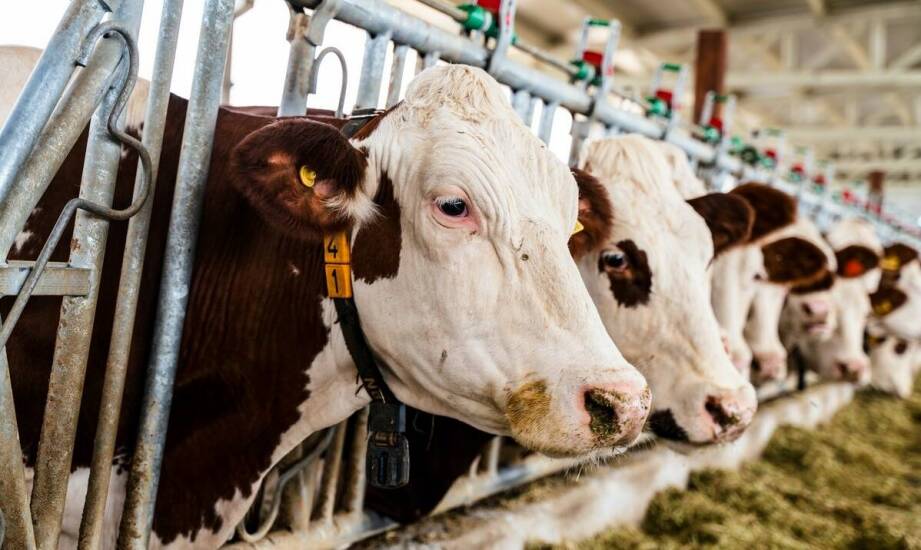 Jak kolczykownice dla bydła wpływają na efektywność zarządzania farmą?