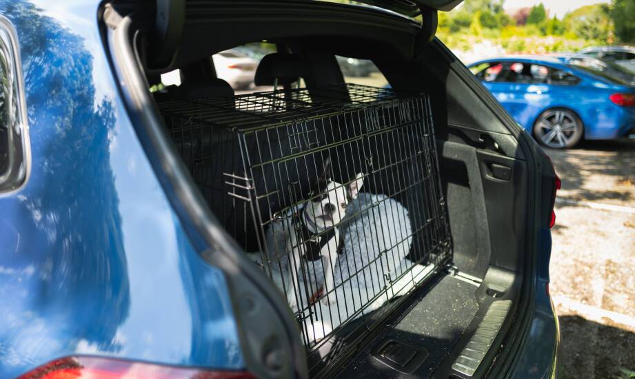 Transporter dla psa do bagażnika – na co zwrócić uwagę przy wyborze?