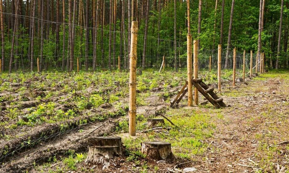 Jak minimalizować negatywne skutki wycinki drzew pod inwestycję?