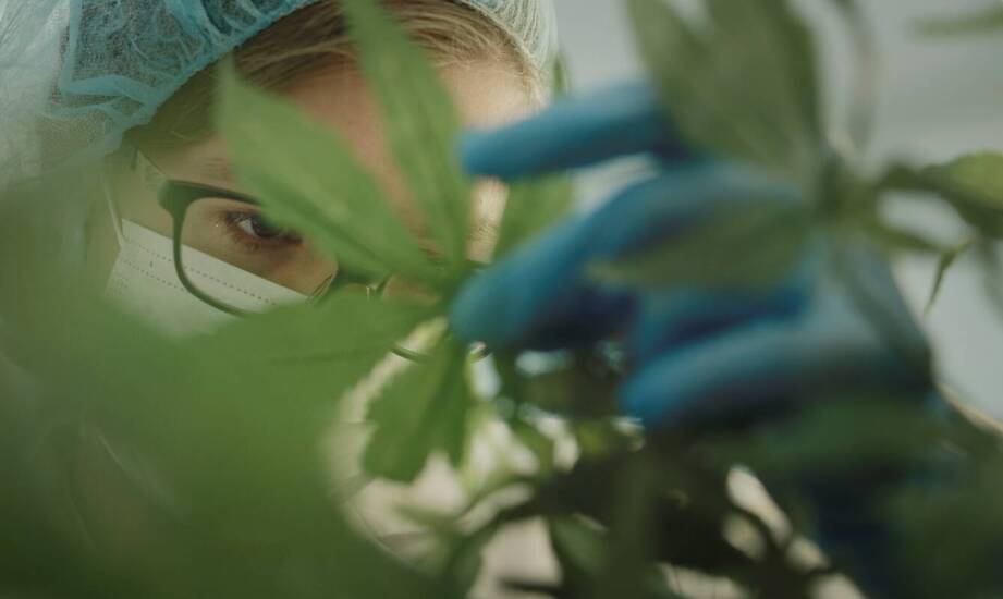 Kannabinoidy w leczeniu nowotworów: przełomowe odkrycia i badania