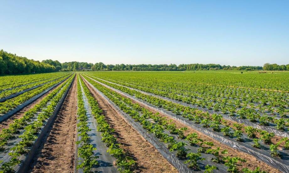 Jakie są kluczowe cechy zbiorników na biopaliwa?