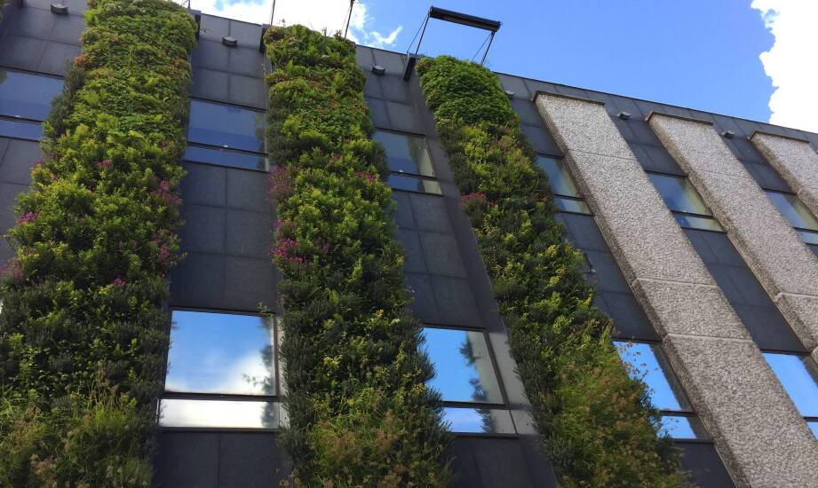 Zielona elewacja jako ochrona przed hałasem — naturalna bariera akustyczna