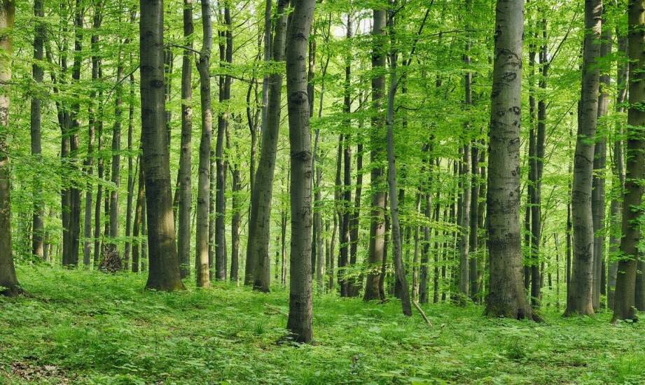 Jak opinie dendrologiczne wspierają zrównoważone projektowanie przestrzeni zielonych?
