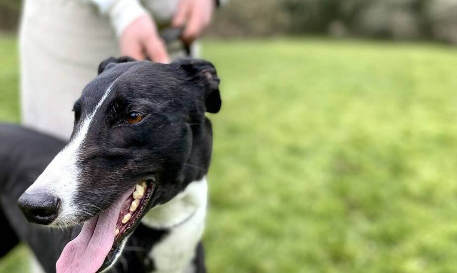 Kluczowe aspekty wychowania whippet chart angielski w rodzinie