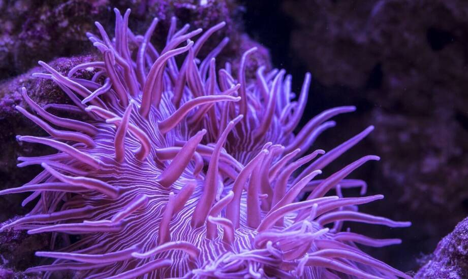 Jakie witaminy i minerały powinny znaleźć się w pokarmie dla krewetek?