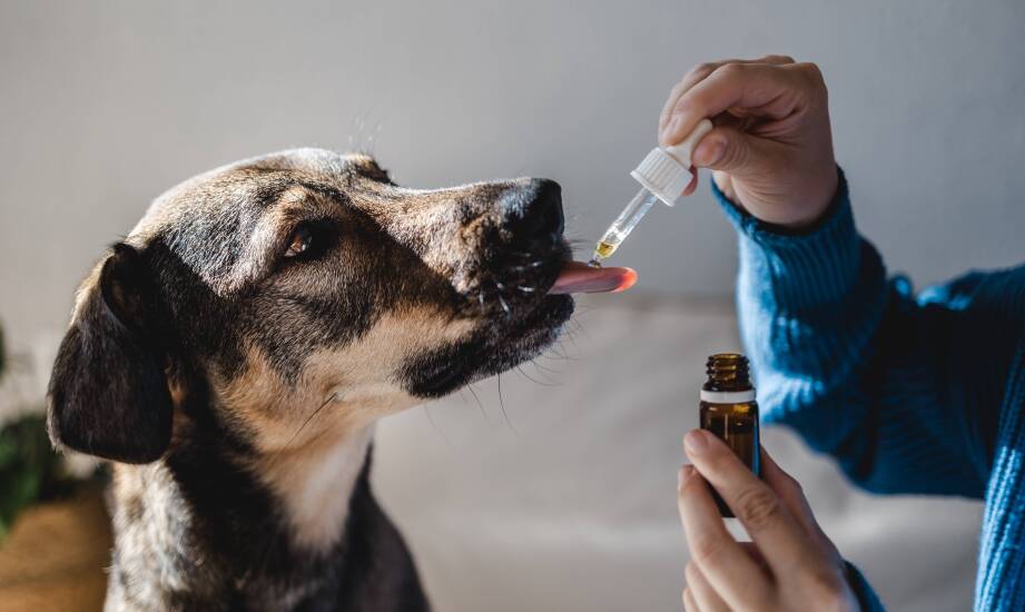Jak wykorzystać Oralade w zarządzaniu dietą zwierząt domowych?
