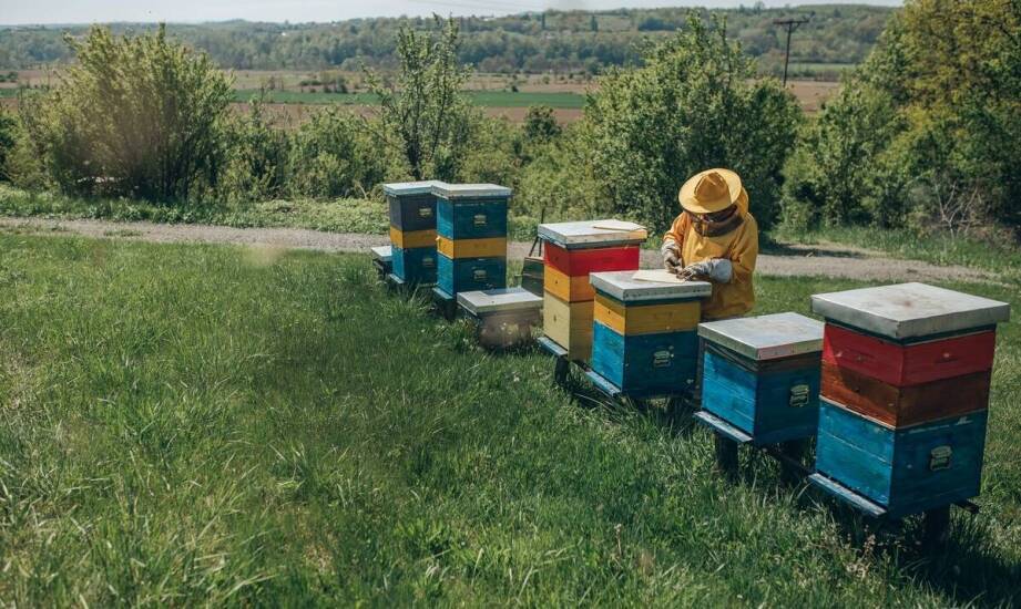 Tradycyjne metody produkcji miodu z Puszczy Białowieskiej
