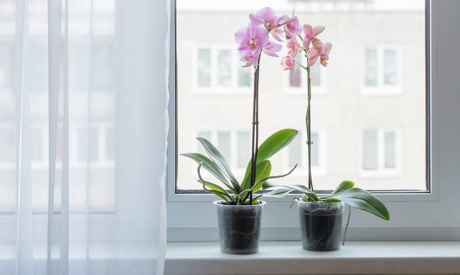 Jakie dekoracje florystyczne najlepiej podkreślą charakter Twojego wnętrza?