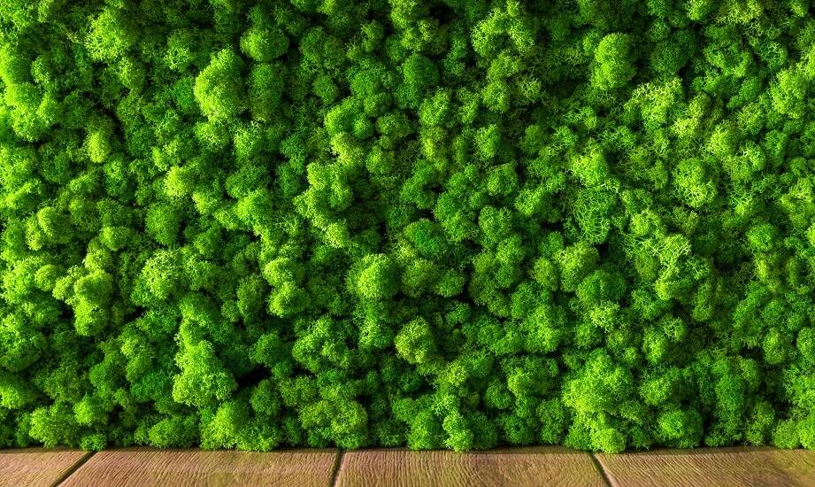 Zielone ściany w kuchni: Jak wprowadzić naturę do miejsca gotowania?