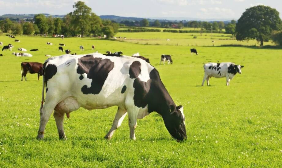 Jak krowa BB może pomóc w nauce podstawowych umiejętności społecznych?