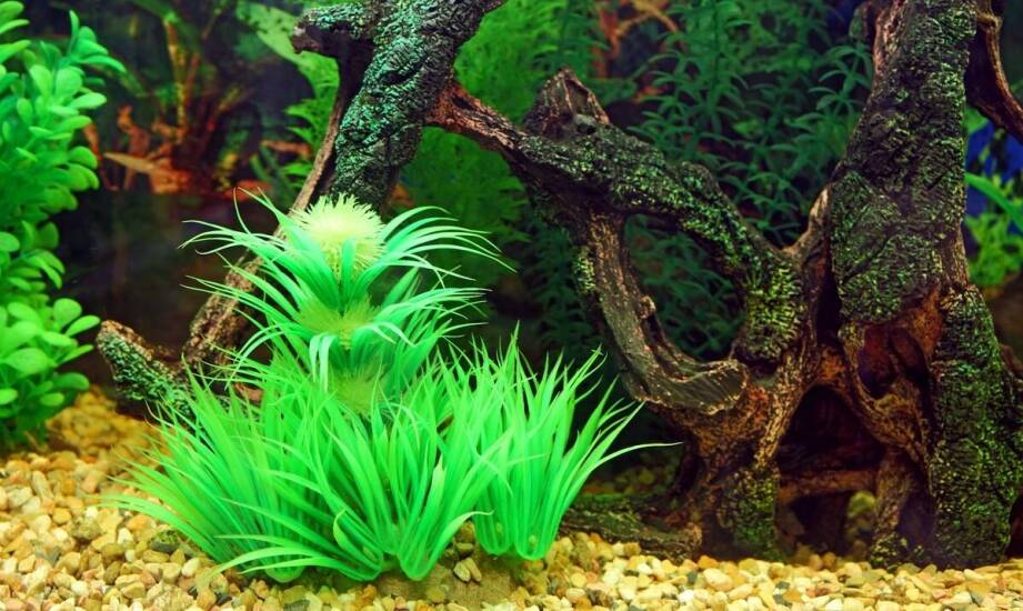 Dlaczego peacock white jest idealnym wyborem dla akwariów biotopowych?