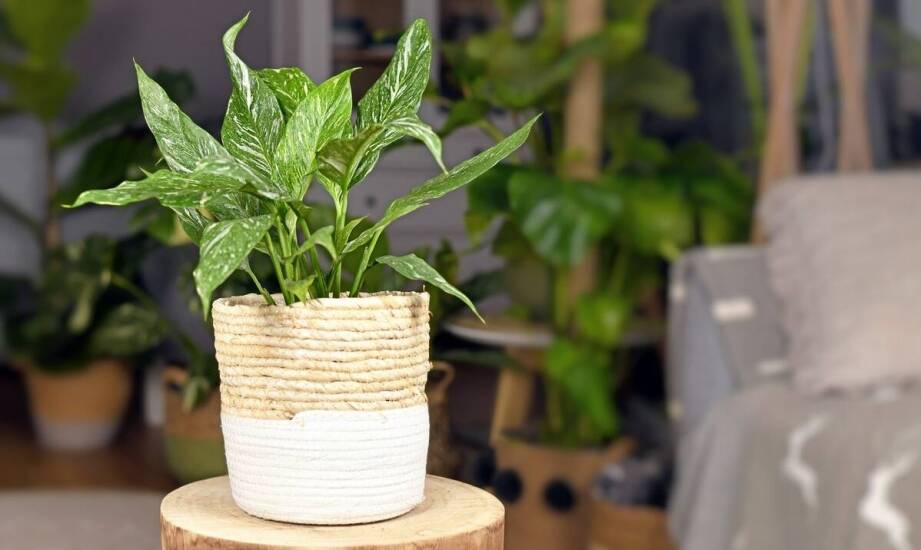 Jak aglaonema crete flame wprowadza egzotykę i elegancję do Twojego domu?