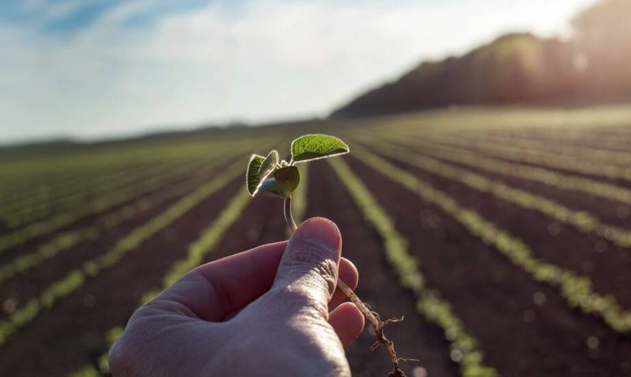 Jak zmieniające się warunki klimatyczne wpływają na produkcję pasz?