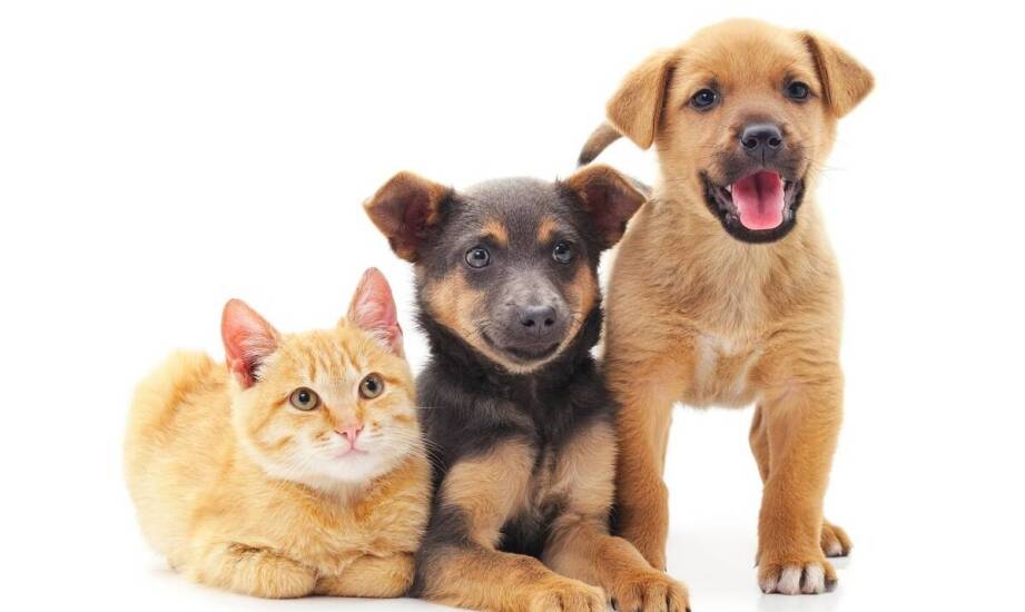 Czipowanie a adopcja zwierząt - co warto wiedzieć?