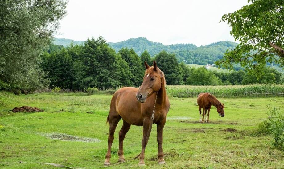 Jakie efekty można zauważyć po wprowadzeniu naturalnych pasz do diety konia?