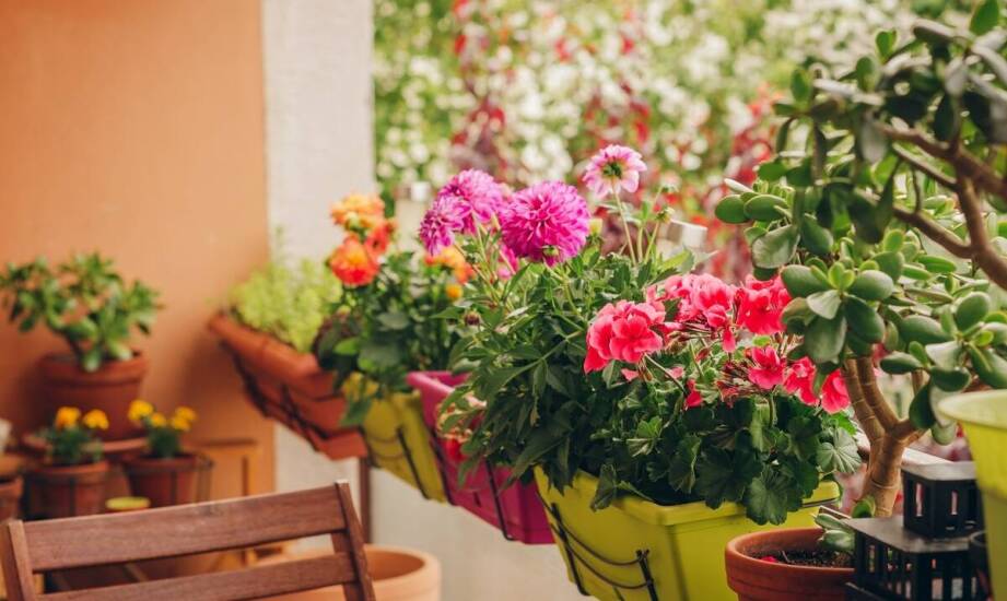 Jak begonia królewska wpływa na estetykę i atmosferę ogrodu?