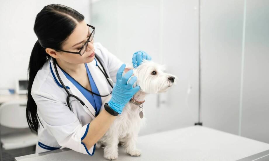 Jakie są zalety korzystania z usług weterynaryjnych w zakresie dermatologii?