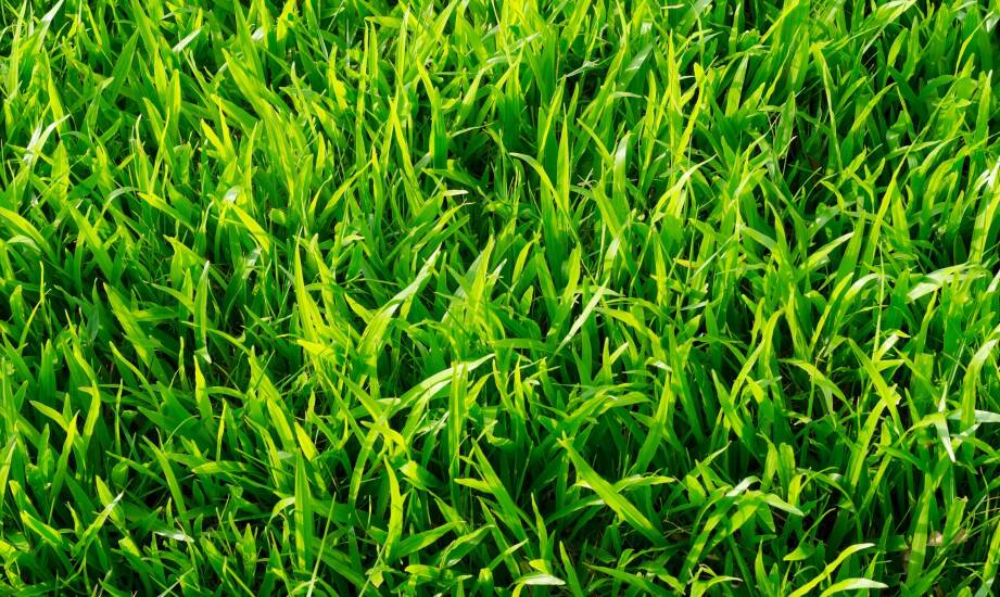 Jakie są zalety stosowania mieszanki traw gazonowych w ogrodach przydomowych?