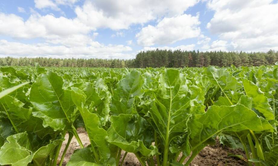 Rola ekologicznych upraw w produkcji ogórków małosolnych