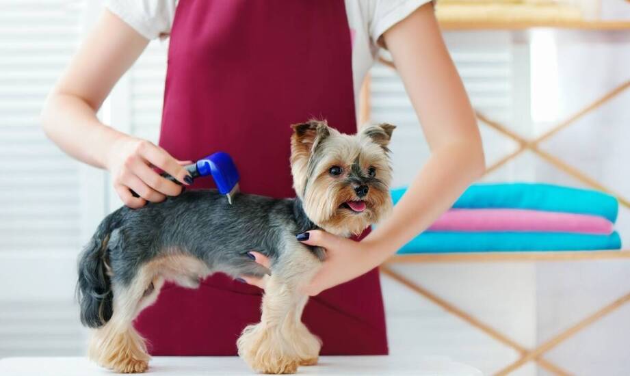 Strzyżenie psów w Poznaniu: jak groomer dba o bezpieczeństwo i komfort pupila?