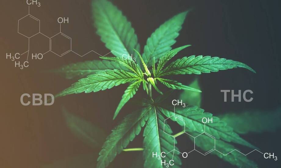 Korzyści z wyboru sweet seeds dla początkujących hodowców marihuany
