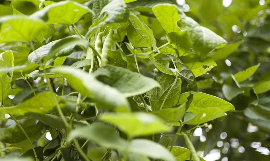 Jakie są korzyści z posiadania drzewka limonki w domu?