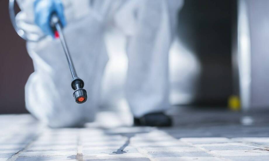 Deratyzacja we Wrocławiu: jak zapewniamy bezpieczeństwo Twojej przestrzeni?