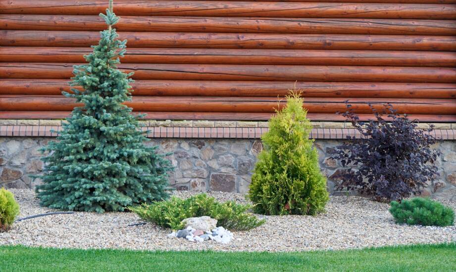 Jakie świerki srebrne wybrać do małych ogrodów?