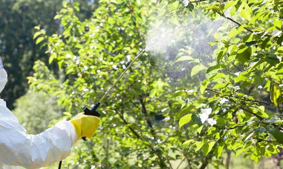 Dlaczego zwalczanie szerszeni powinno być powierzone ekspertom?