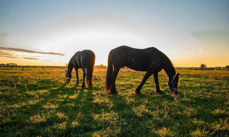 Sklep equine: jak pasze wpływają na zdrowie układu trawiennego koni?
