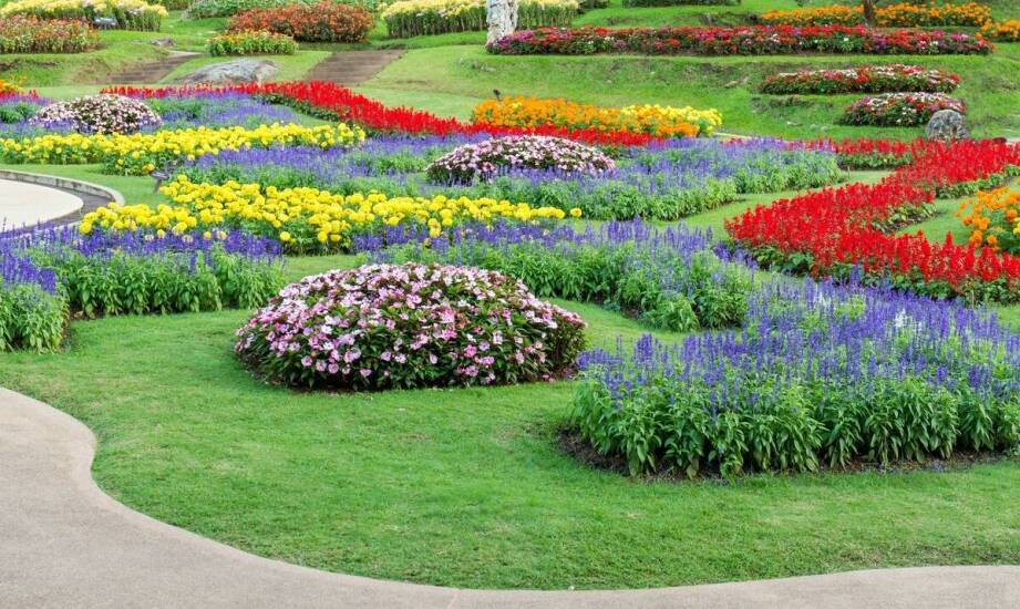 Charakterystyka hibiskusa ardens – dlaczego warto go mieć w swoim ogrodzie?