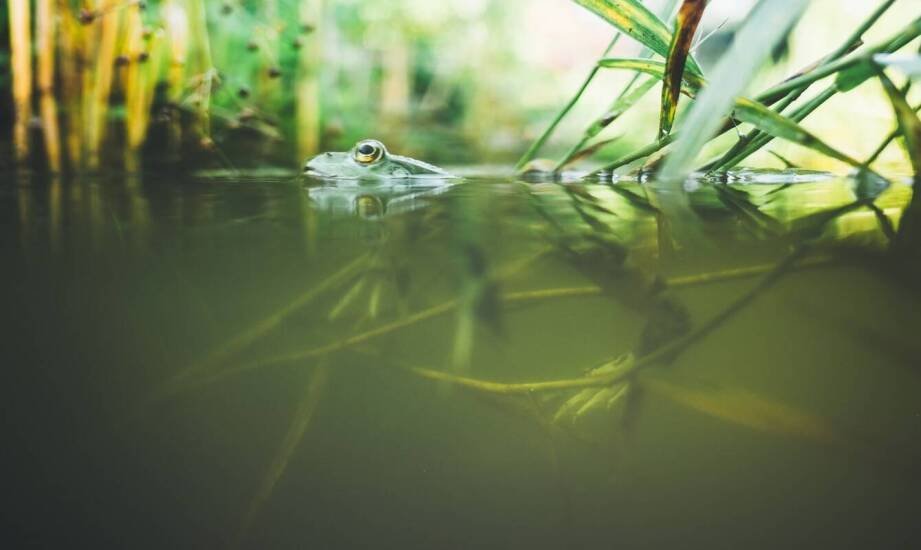 Znaczenie oczek wodnych dla ekosystemu ogrodu